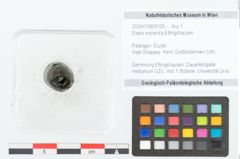 Foto (Objekt + Etikett) von Elaeis eocenica Ettingshausen (NHMW-GEO-2024-0188-9129)